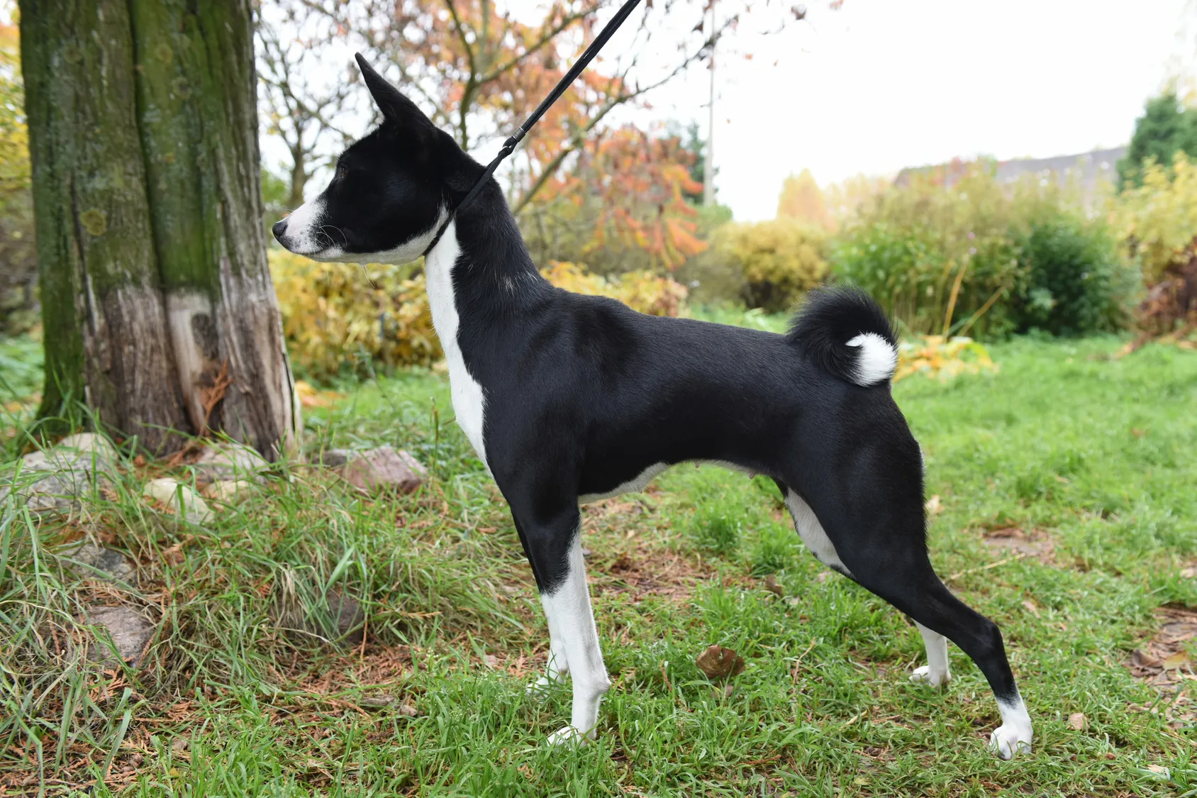basenji czarno biały basenji czarno biały