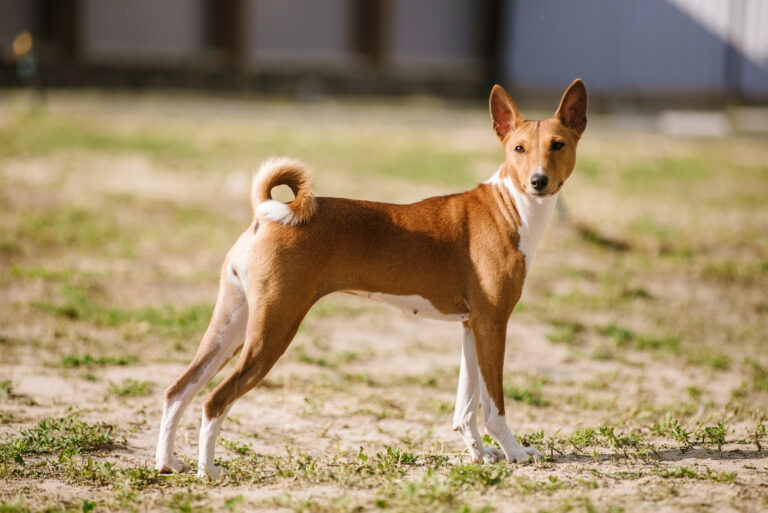 pies rasy basenji