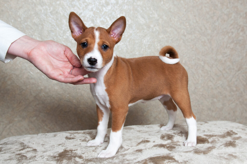 basenji szczenię szczeniak rasy basenji