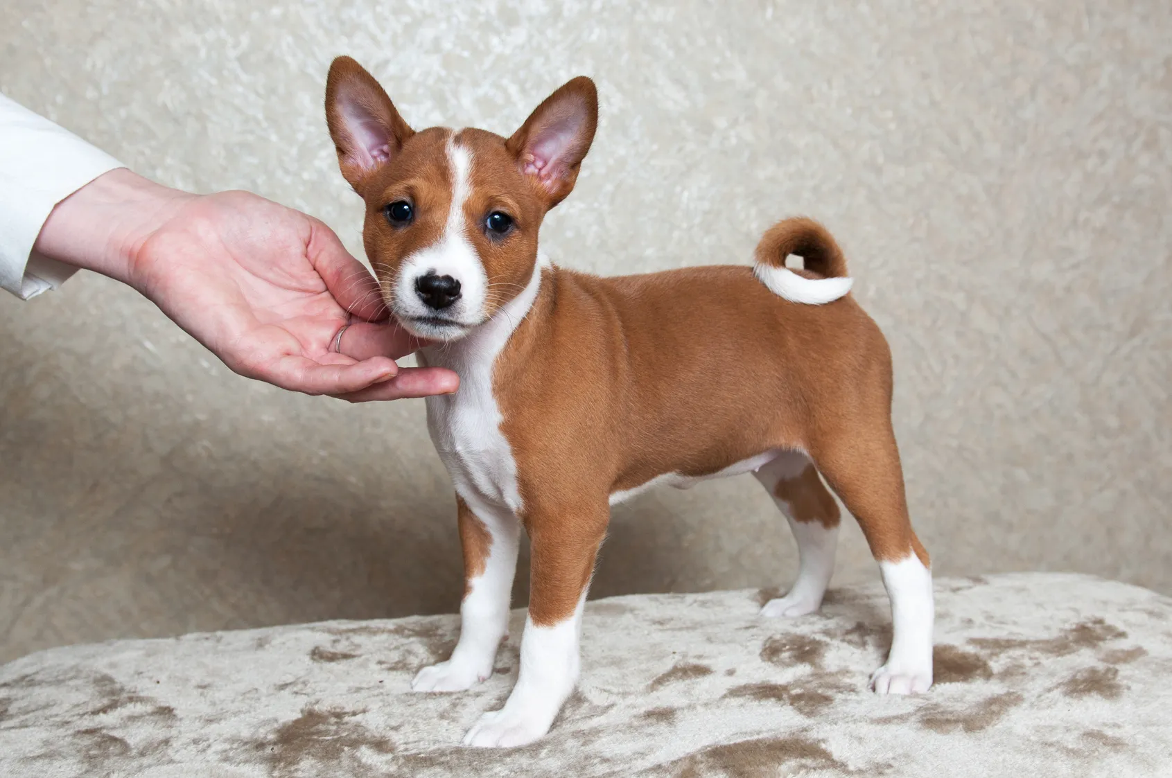 basenji szczenię szczeniak rasy basenji