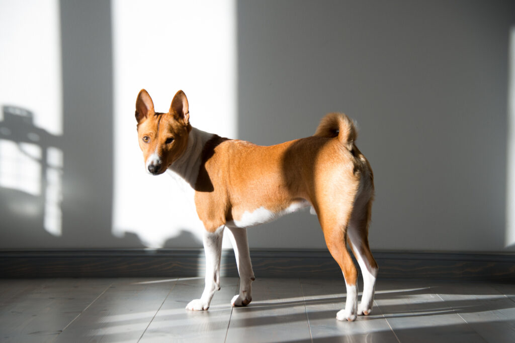 basenji w brązowym umaszczeniu ze znakowaniem