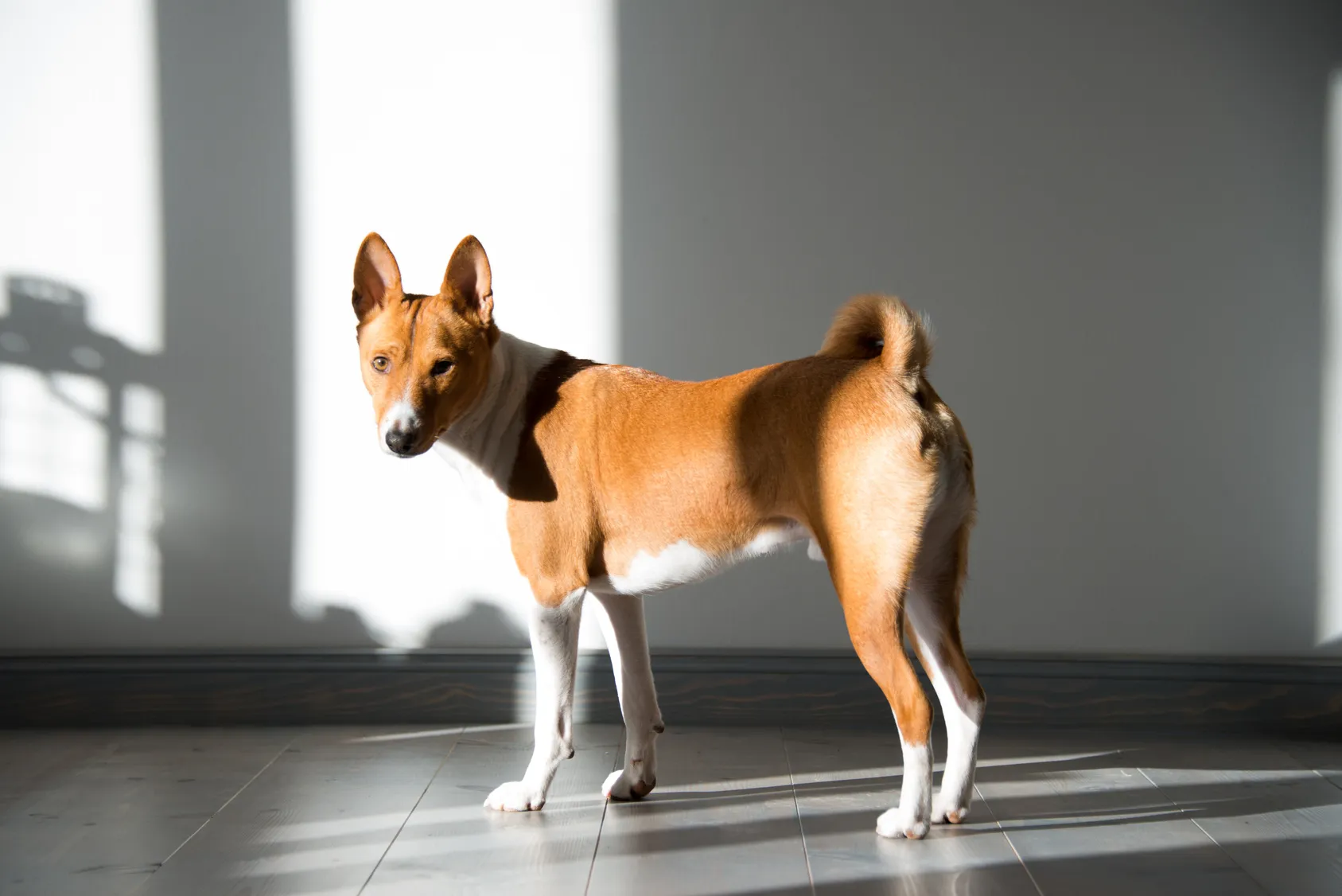 brązowy basenji basenji w brązowym umaszczeniu ze znakowaniem