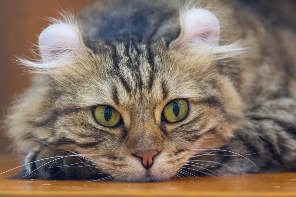 kot rasy american curl kot rasy american curl