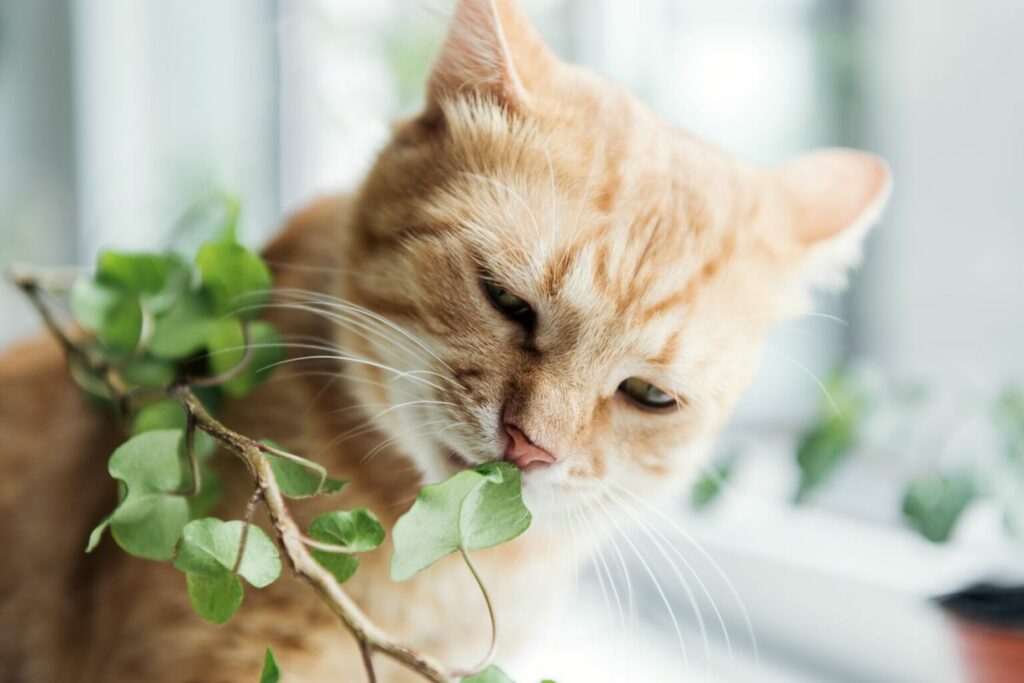 kot i rośliny domowe