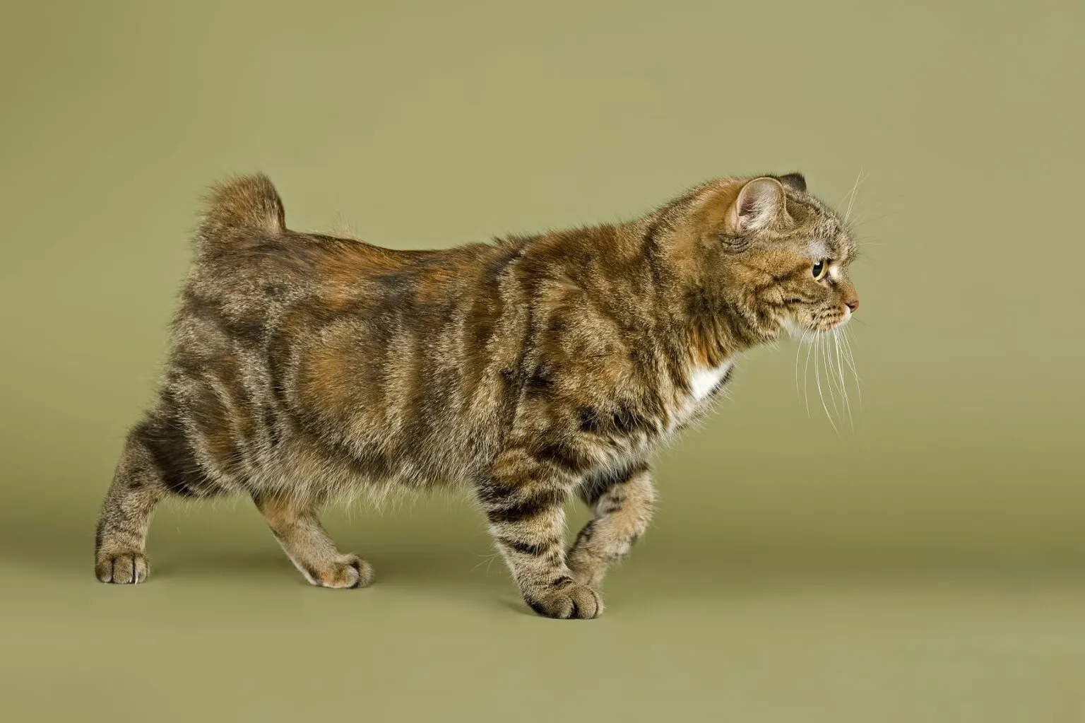manx stumpy manx stumpy