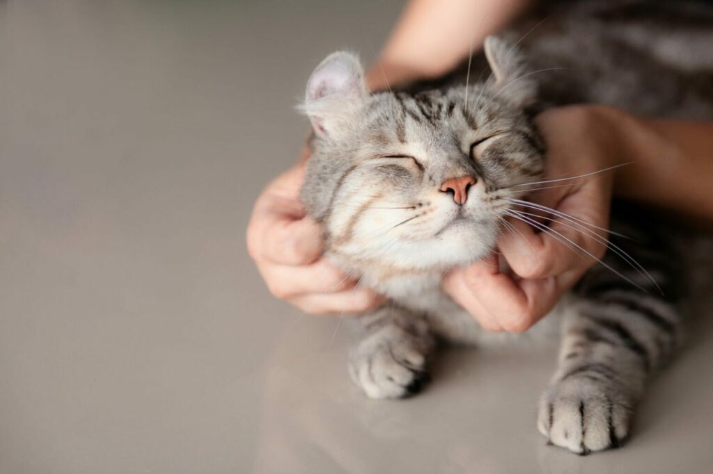 masaż dla kota