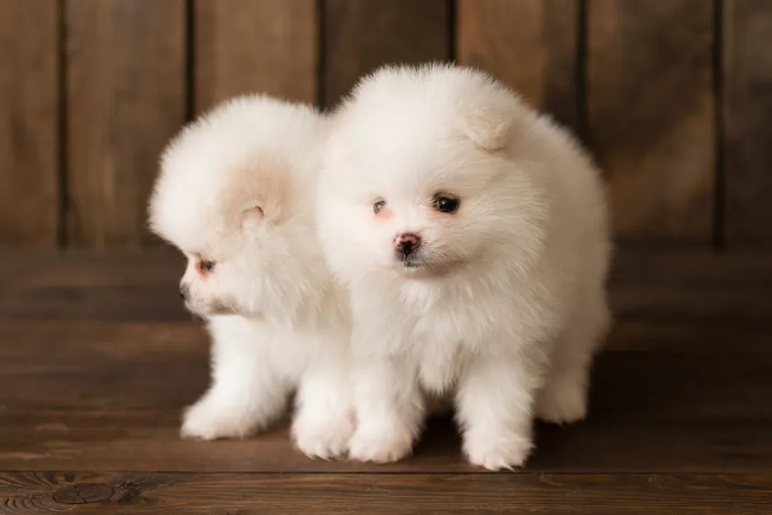 pomeranian szczenięta pomeranian szczenięta