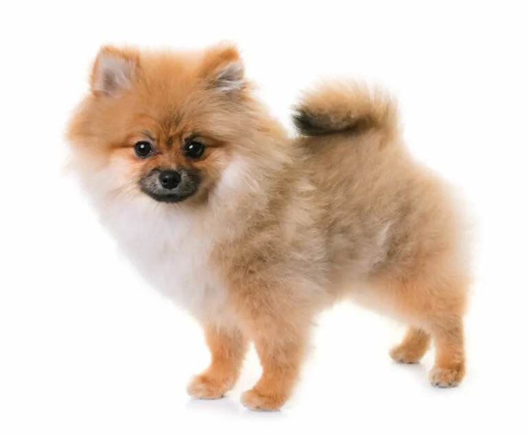 szpic miniaturowy pomeranian szpic miniaturowy