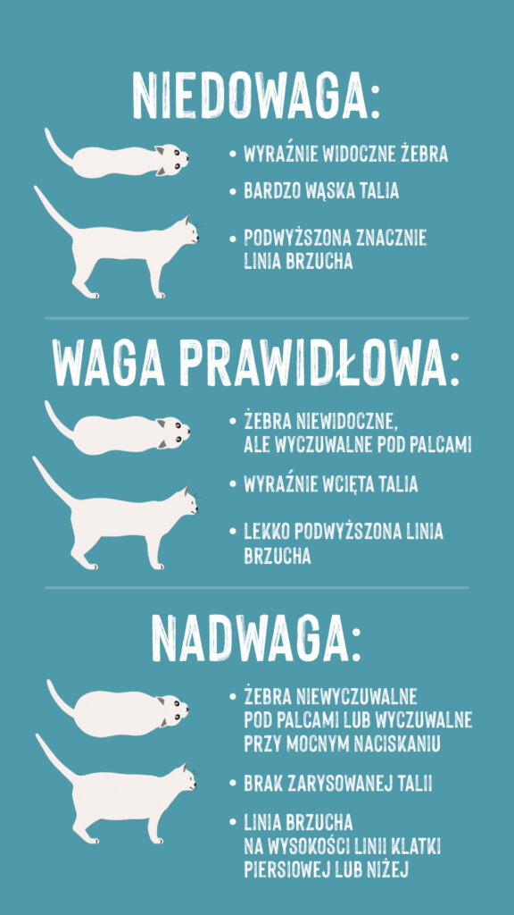 nadwaga u kota jak sprawdzić, czy kot ma nadwagę