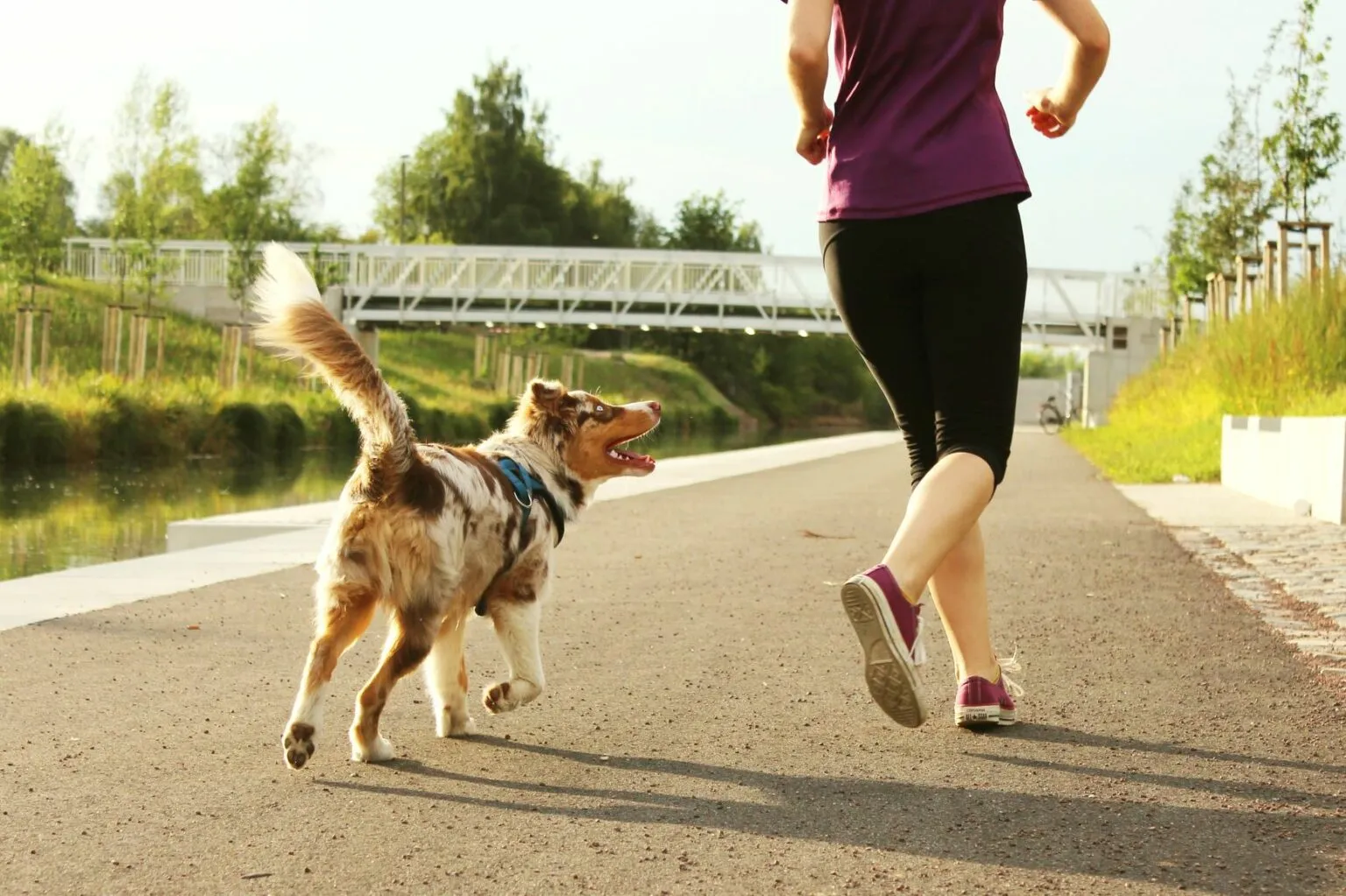 sporty wytrzymałościowe dla psa sporty wytrzymałościowe dla psa