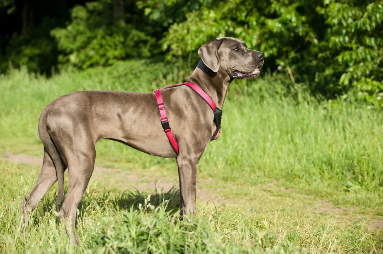 Dog niemiecki w szelkach