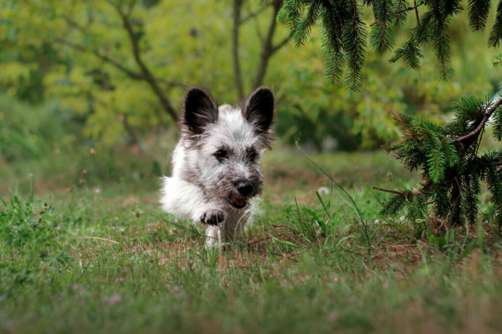 szczenię rasy Skye Terrier