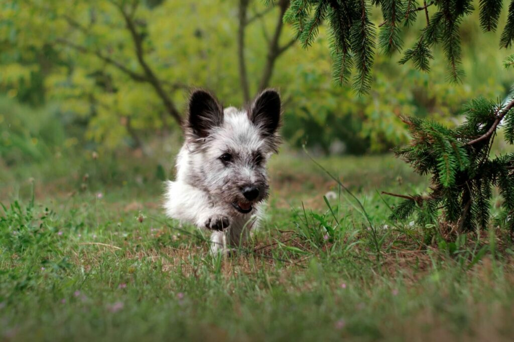 Skye terrier szczenię szczenię rasy Skye Terrier