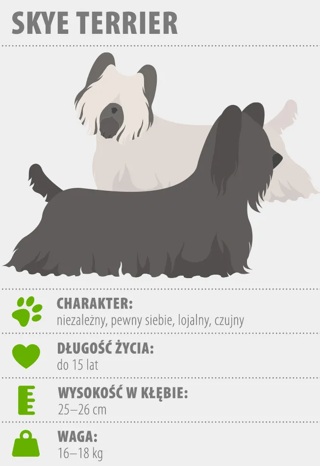 Skye Terrier Skye Terrier cechy
