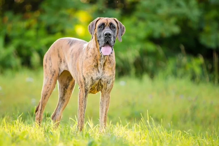 Dog niemiecki na trawie