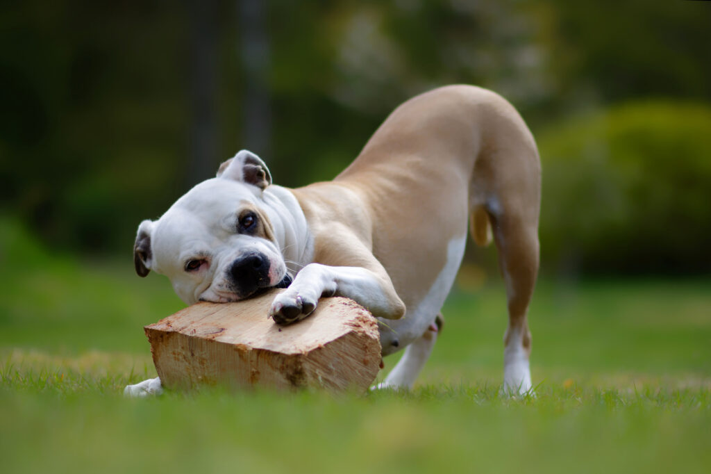 american bulldog zabawa aktywność fizyczna z buldogiem amerykańskim