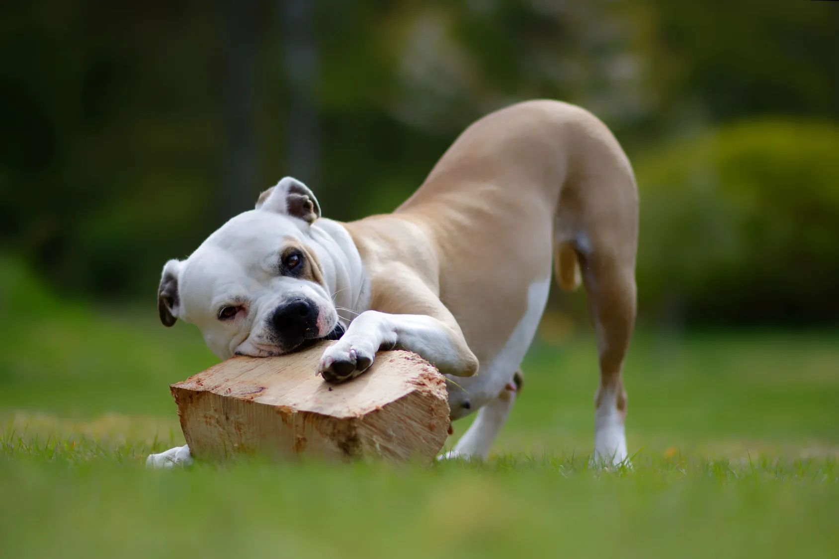 american bulldog zabawa aktywność fizyczna z buldogiem amerykańskim