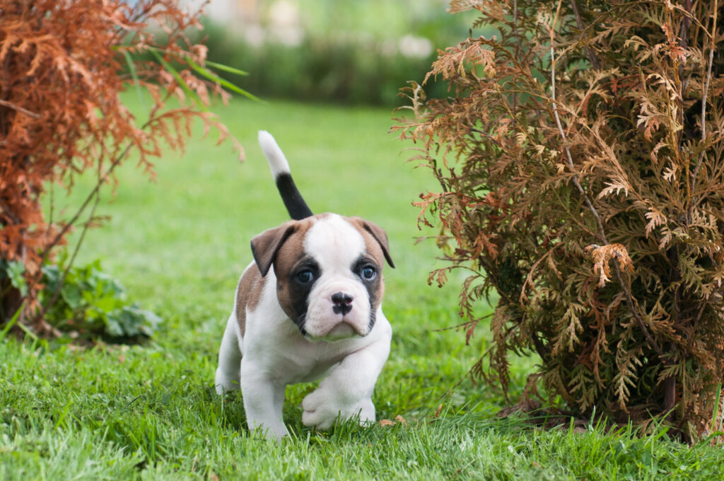 buldog amerykański szczenię buldog amerykański szczenię