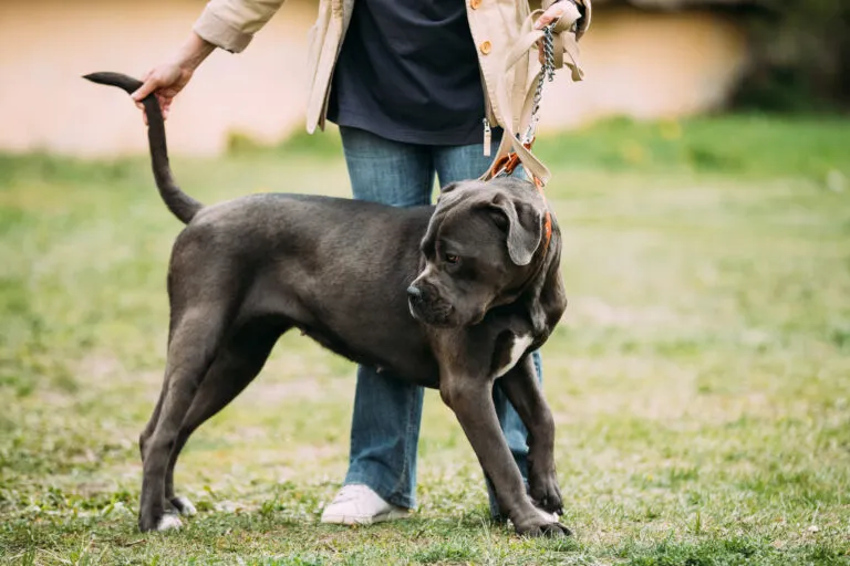 buldog amerykański buldog amerykański rasa psa