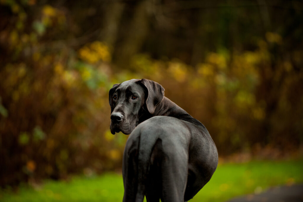 czarny dog niemiecki czarny dog niemiecki