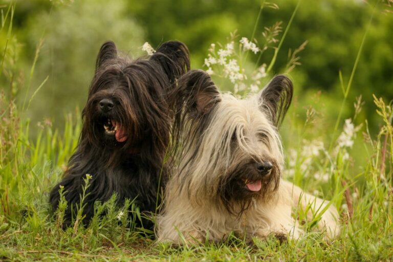 psy rasy Skye Terrier