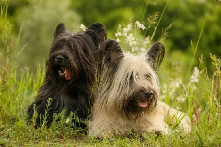 skye terrier psy rasy Skye Terrier