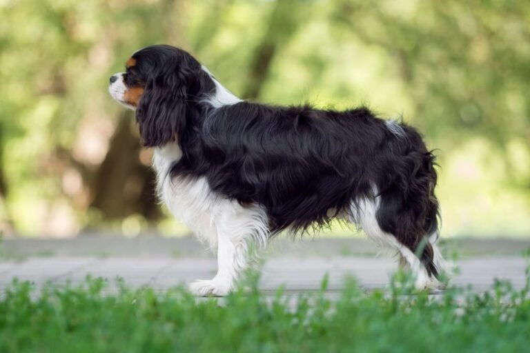 Cavalier king charles spaniel na spacerze