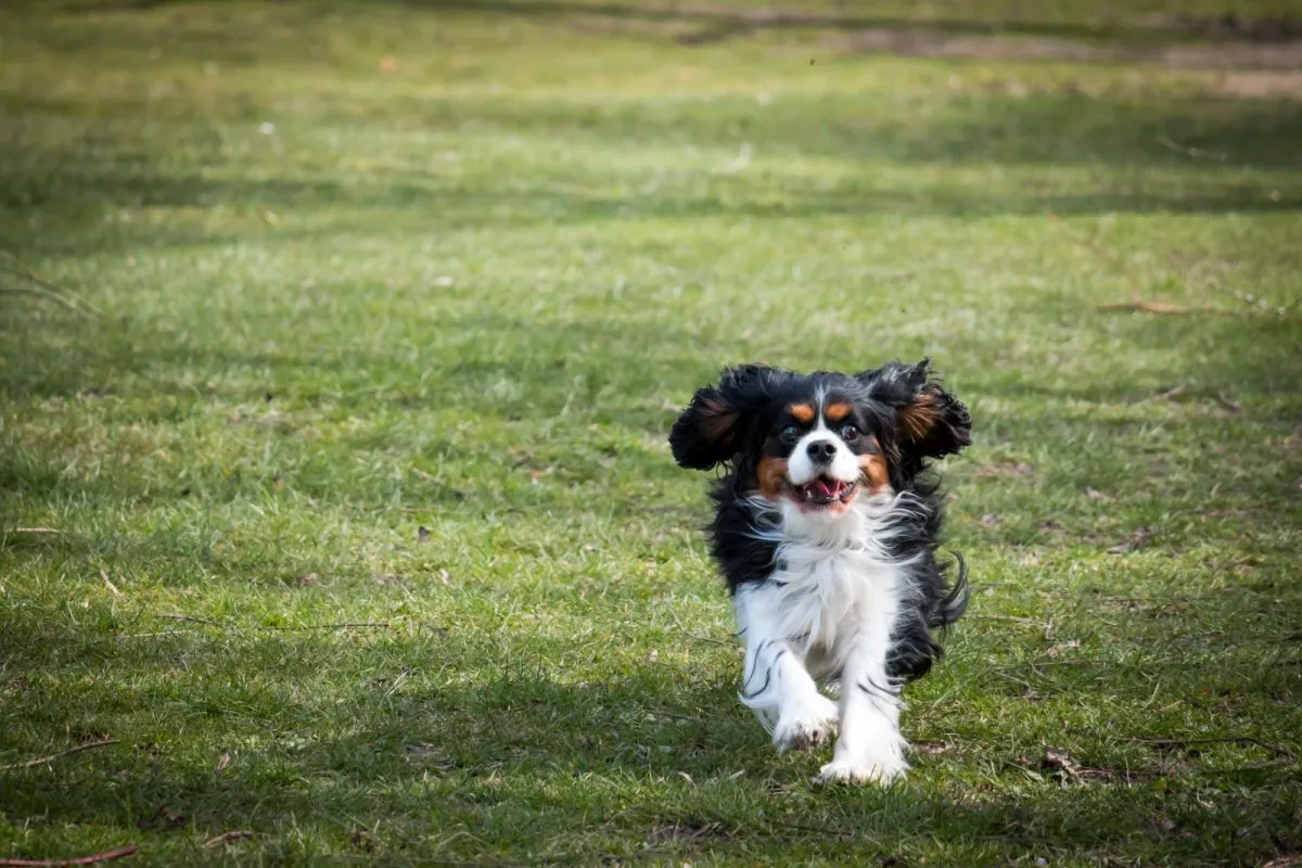 Cavalier king charles spaniel biegający po trawie Cavalier king charles spaniel biegający w parku