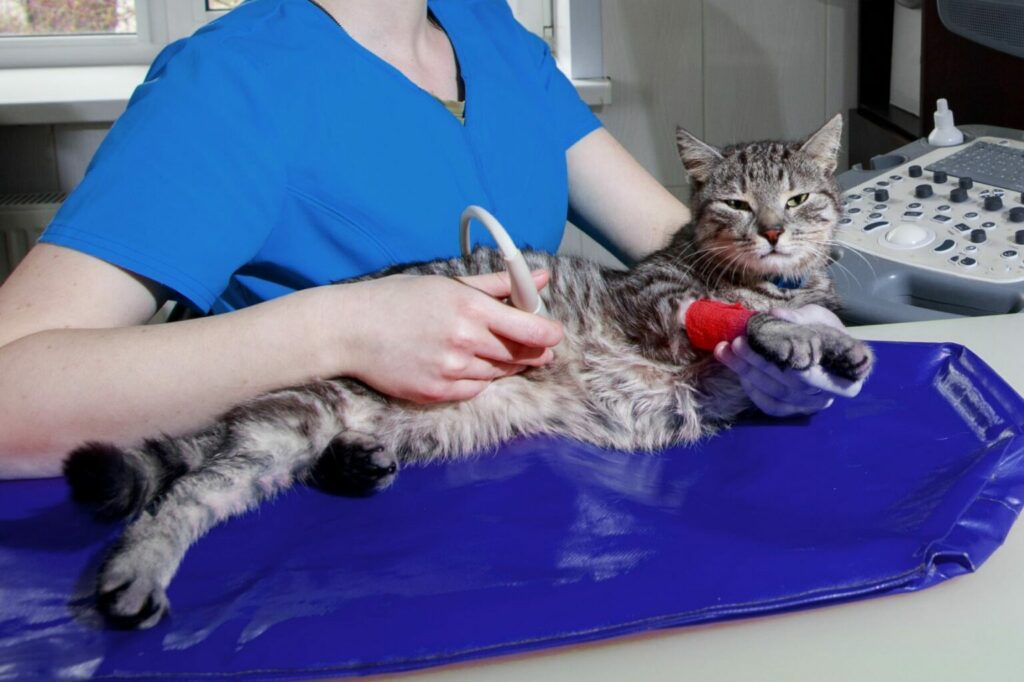 Zapalenie błony śluzowej żołądka u kotów badania