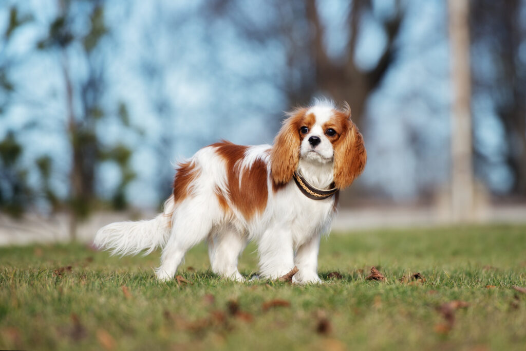 cavalier king charles spaniel szczenię