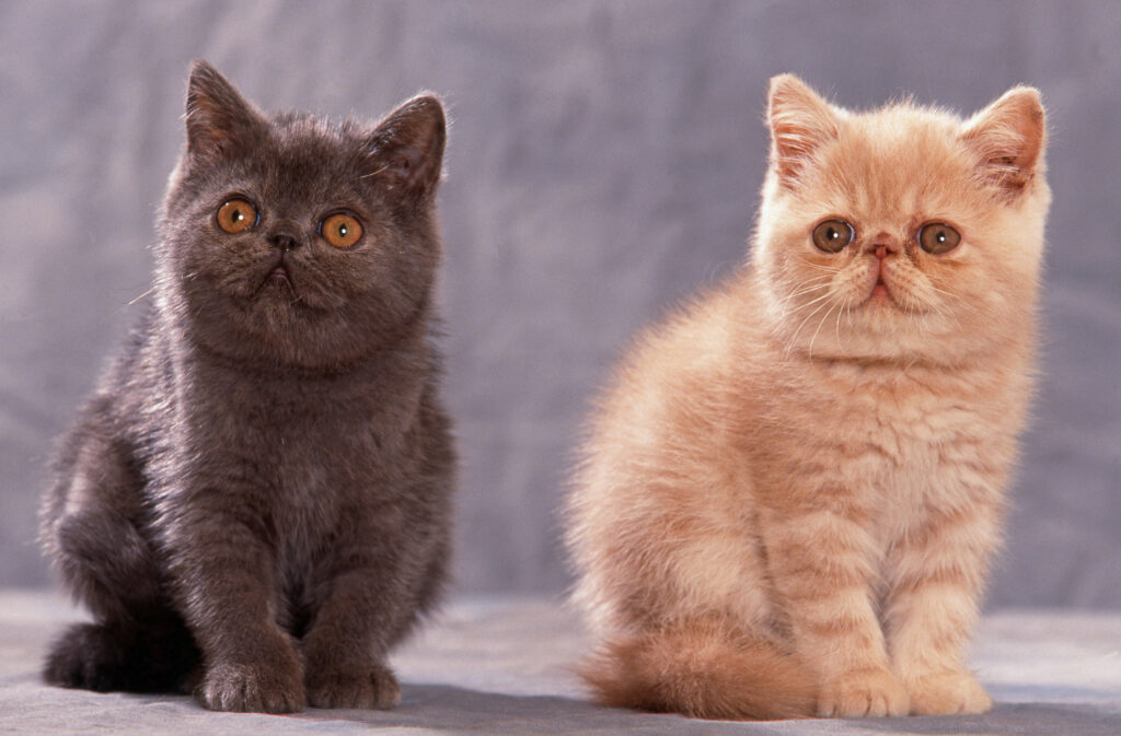 kocięta rasy exotic shorthair