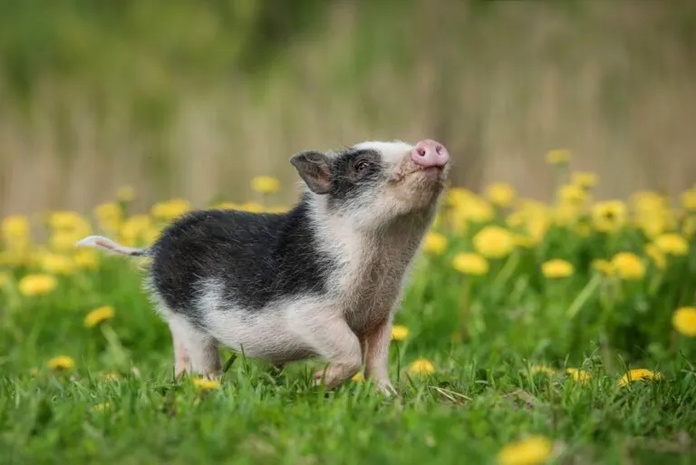 mikroświnka miniaturowa świnka zwisłobrzucha
