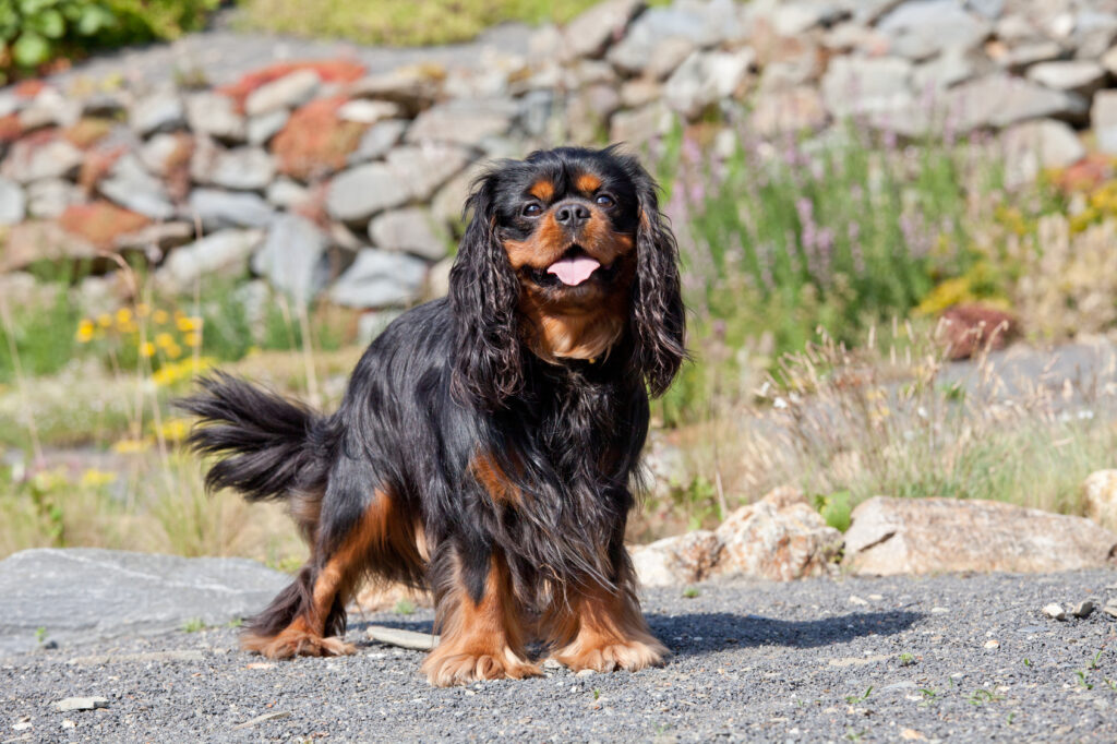 zajęcia dla cavalier king charles spaniela