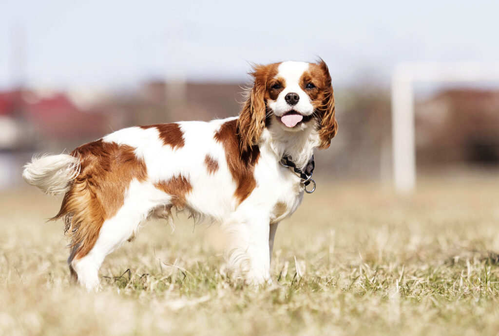 Cavalier King Charles Spaniel rasa psa