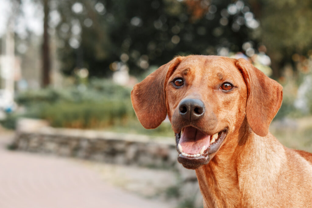 rasa Rhodesian Ridgeback