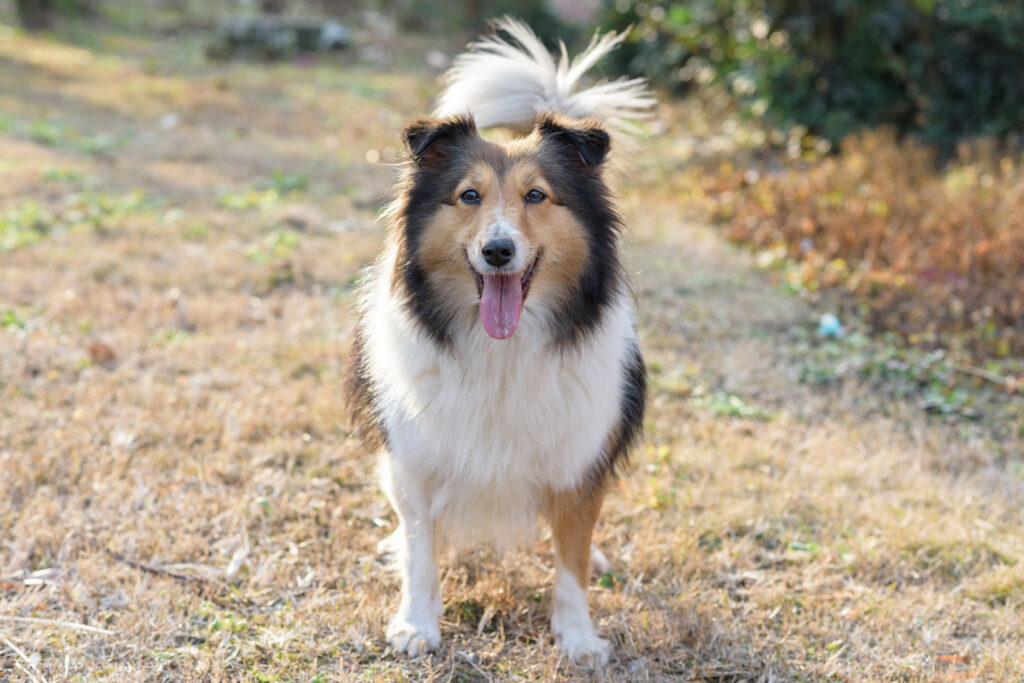 młody owczarek szetlandzki sheltie trójkolor