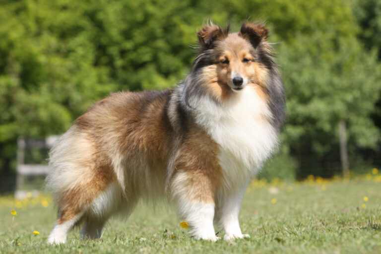 owczarek sheltie