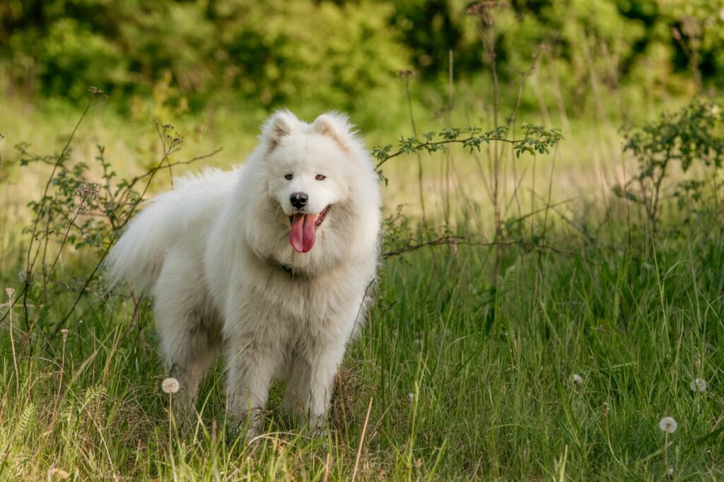 samojed samojed