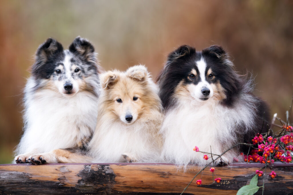 sheltie szczenięta