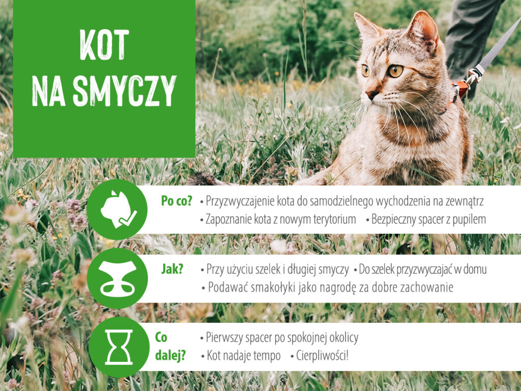 kot na smyczy spacer z kotem na smyczy