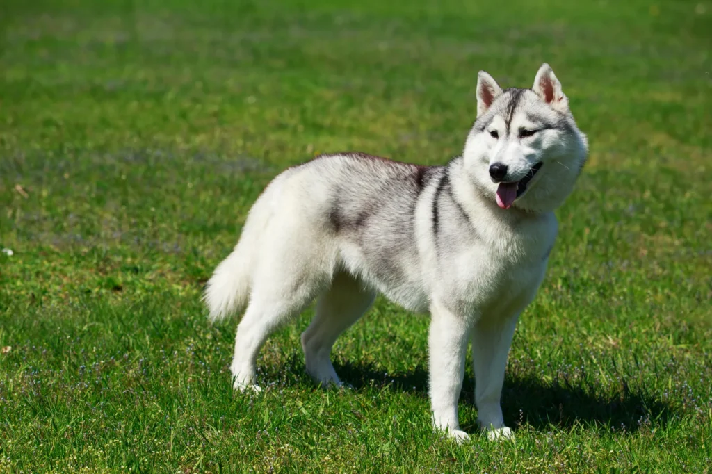 Alaskan malamute w plenerze