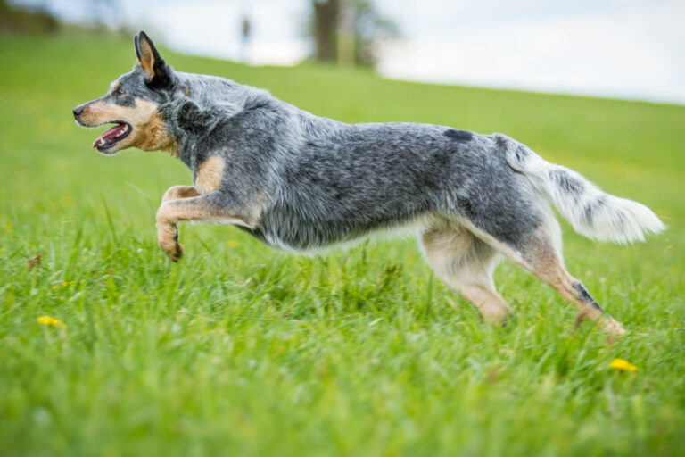Australian Cattle Dog pies rasy