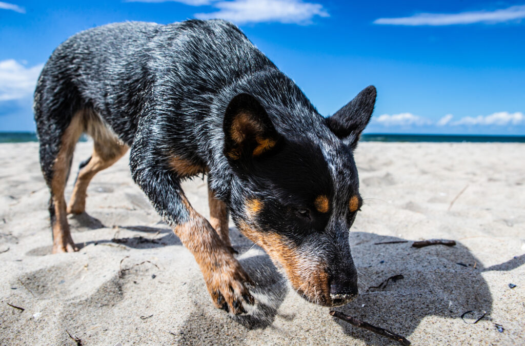Australian Cattle Dog pies pasterski zaganiający Australian Cattle Dog pies pasterski zaganiający