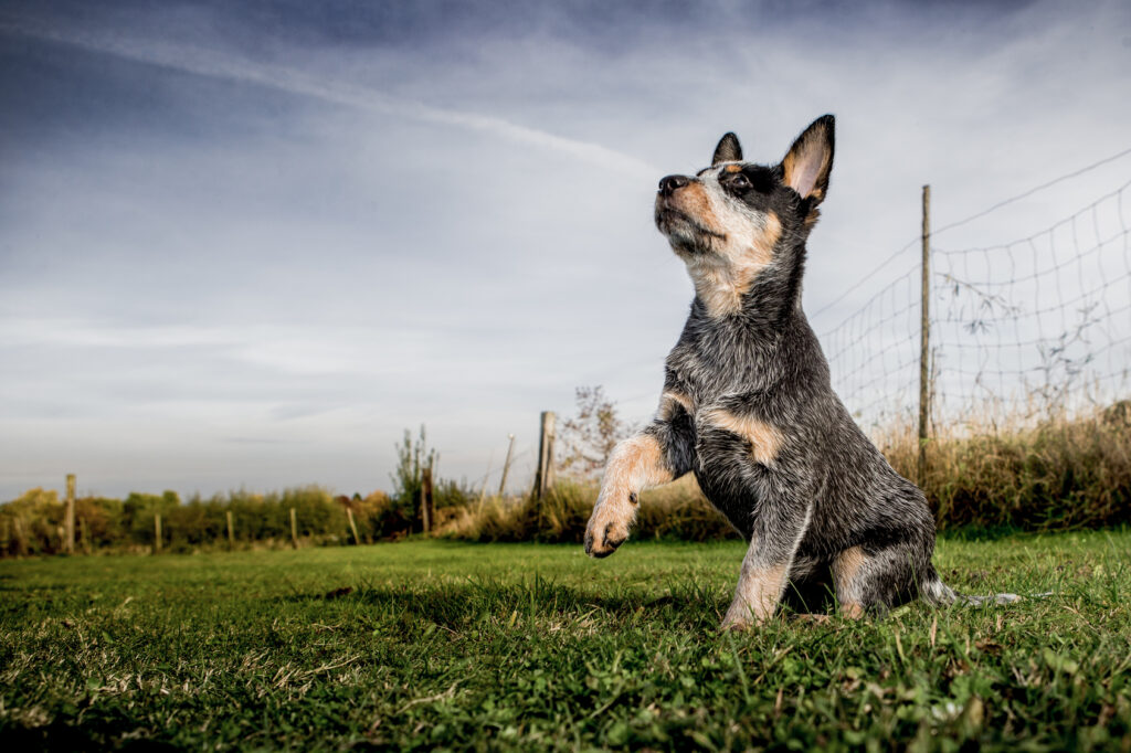 Australian Cattle Dog szczenię szczeniak rasy Australian Cattle Dog
