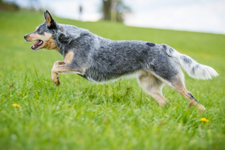 Australian cattle dog biegający w trawie