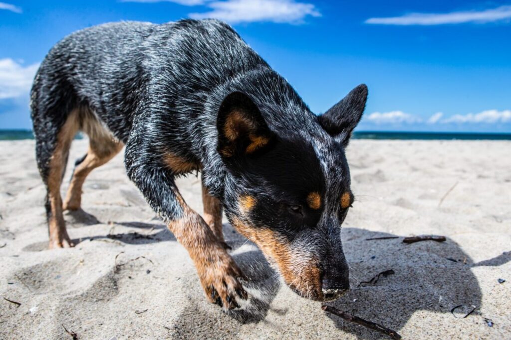Australian cattle dog węszący na plaży