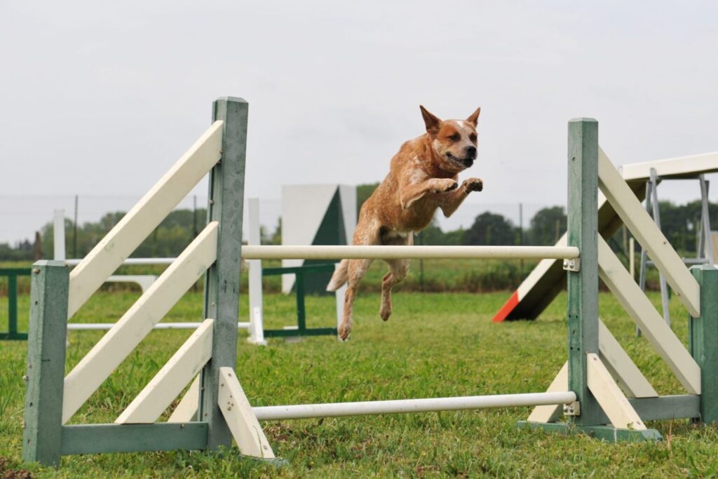 Australian cattle dog ćwiczący agility