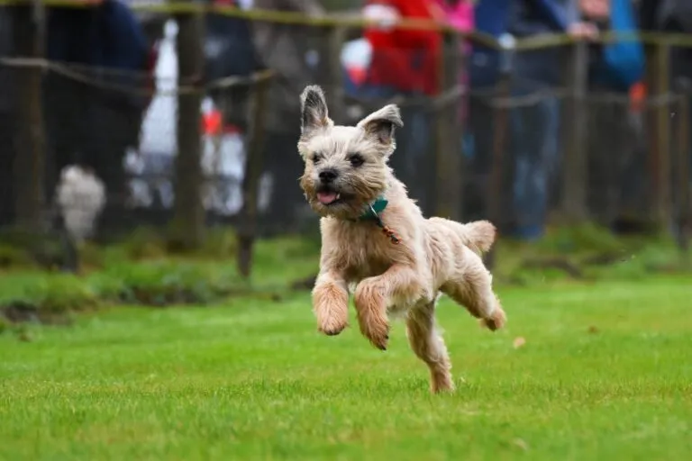 Border terier w biegu Border terier agility