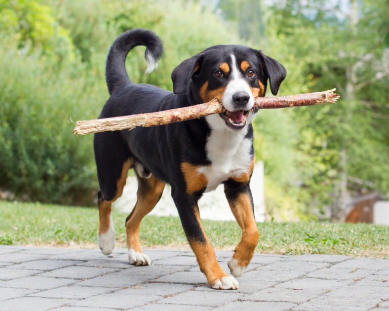 Entlebucher szwajcarski pies pasterski