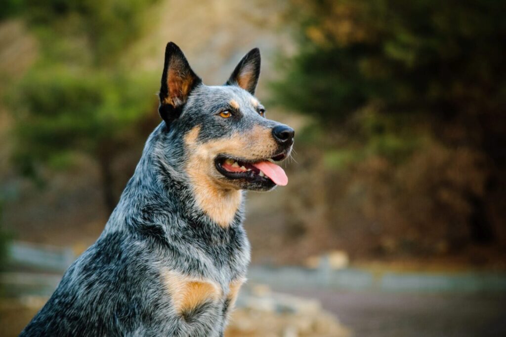 Australian cattle dog na spacerze